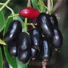 درخت جم یا جمبو